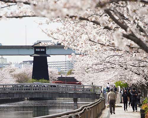 画像　新川千本桜を楽しむ区民の皆さま